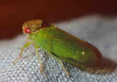 Iassus sp.
